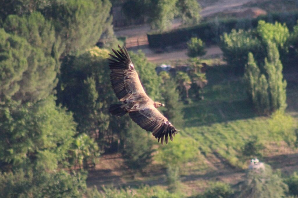 Buitre leonado